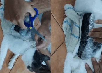 Watch: Cat caught smuggling cocaine into Costa Rican prison in bizarre incident