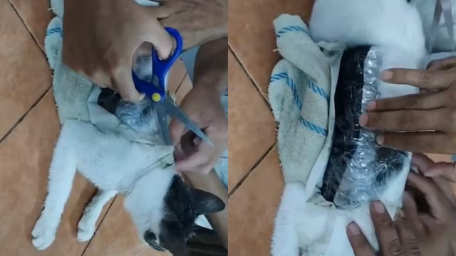 cat