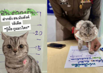 Cat “arrested” in Bangkok for biting cops; mugshot goes viral