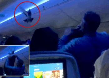 Watch: Two wild pigeons cause mid-flight chaos on Delta Plane