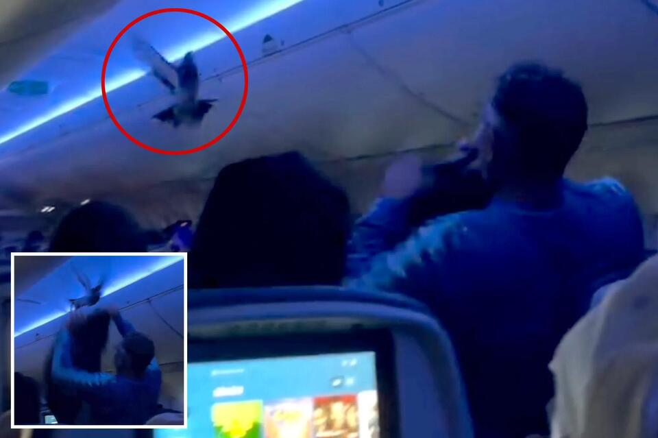 Pigeons