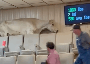 INSANE VIDEO: This Cow Went Absolutely ROGUE and Wrecked Everything!