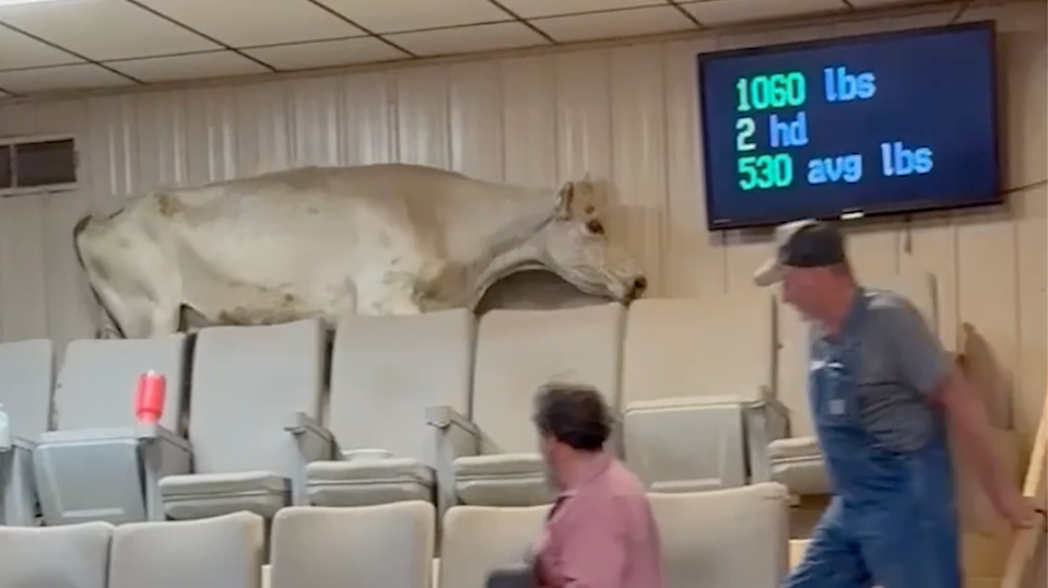 cow