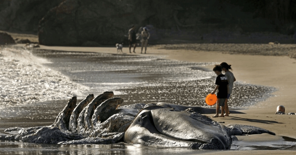 whales