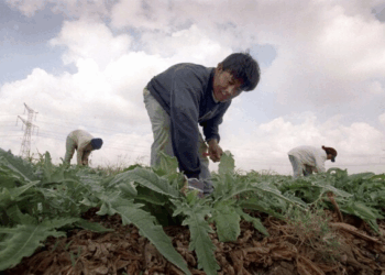 Why Were So Many Thai Farmers Among The Hostages Held By Hamas?