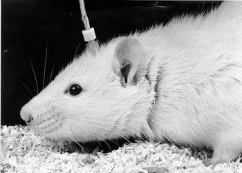 Declassified CIA Files Expose Cold War Plot To Build Army Of Remote-Controlled 'Animal Assassins'