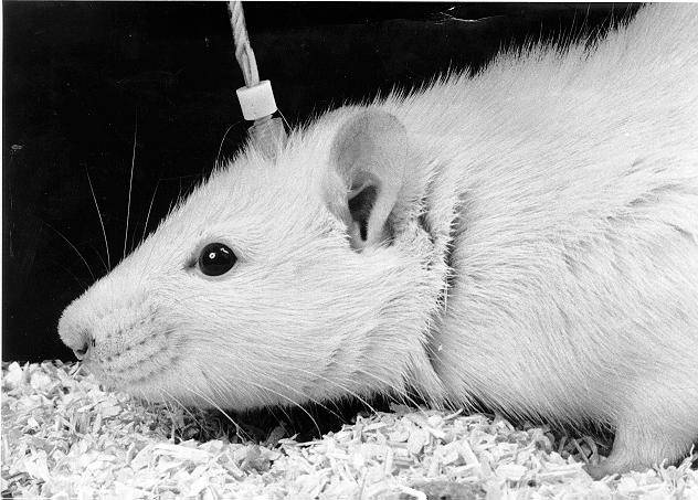 Declassified CIA Files Expose Cold War Plot To Build Army Of Remote-Controlled 'Animal Assassins'