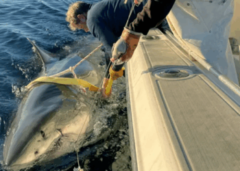 White Shark
