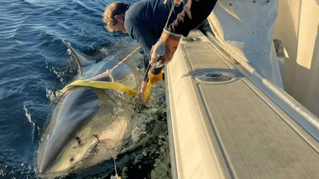 White Shark