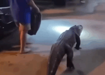 Watch: 6-Foot Alligator Seen Walking With Man Outside Virginia Motel