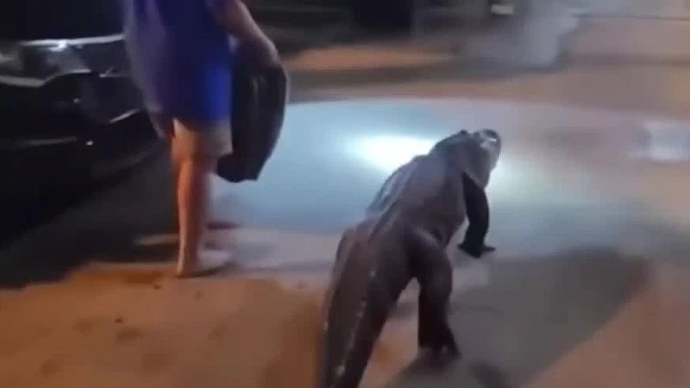 alligator