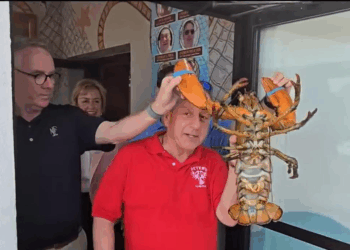 OMG: Watch How They Sent a 110-Year-Old Lobster Back to the Ocean!