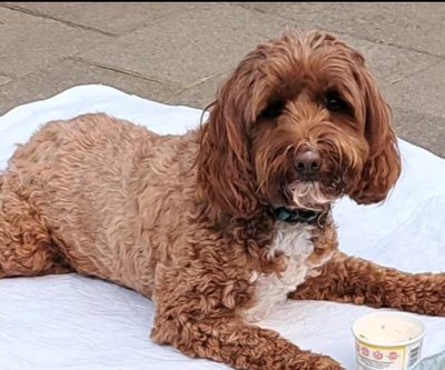Oregon Middle Schoolers Create Prosthetics For Paralyzed Puppy Using Recycled Materials
