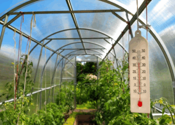 DIY Garden Cooling: 5 Tips To Protect Your Plants from the Heatwave