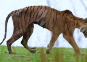 Watch: Ranthambore’s Iconic Tigress Arrowhead Dies of Bone Cancer; Her Last Walk Captured