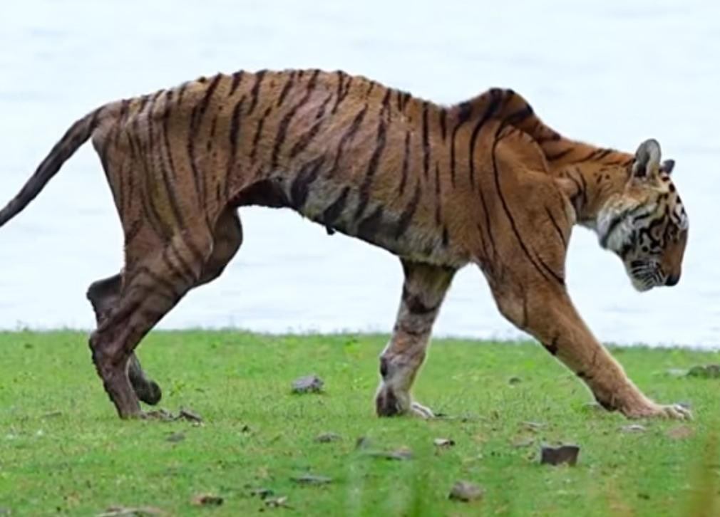 Watch: Ranthambore’s Iconic Tigress Arrowhead Dies of Bone Cancer; Her Last Walk Captured