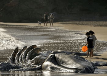 Mysterious gray whale deaths in San Francisco Bay leave scientists searching for answers