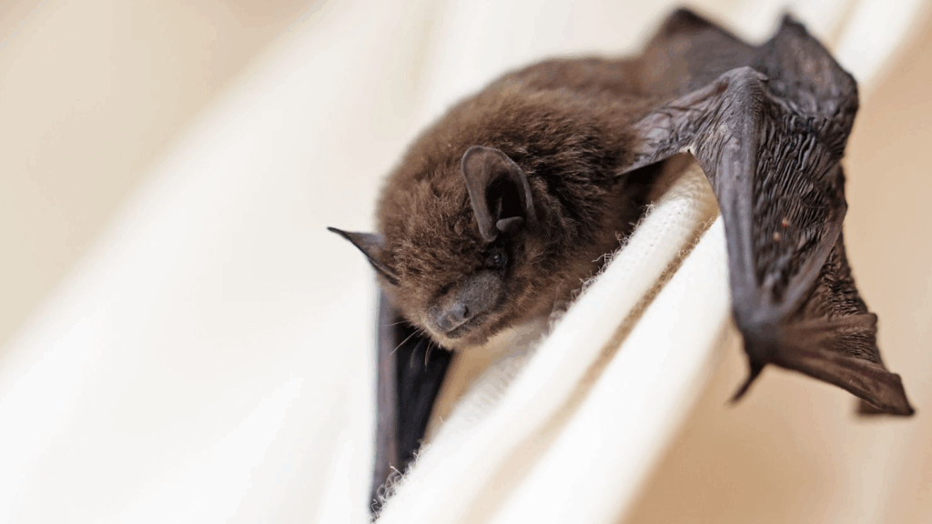 New ‘Brain-Inflaming’ Bat Viruses Discovered In China: Should We Be Worried?