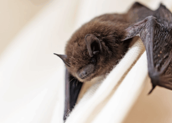New ‘Brain-Inflaming’ Bat Viruses Discovered In China: Should We Be Worried?
