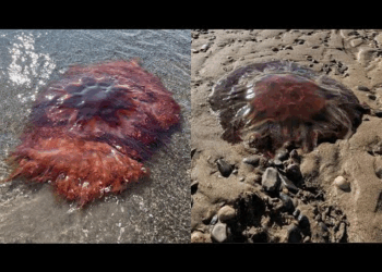 Giant, Stinging “Lion’s Mane” Jellyfish Wash Ashore in Maine—Here’s What to Know