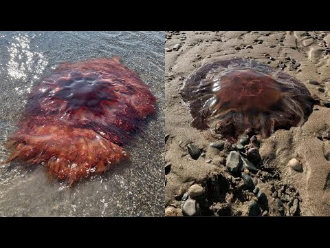 Giant, Stinging "Lion’s Mane" Jellyfish Wash Ashore in Maine—Here’s What to Know