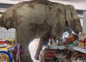 Watch: Infamous elephant strolls into Thai grocery store, grabs snacks and strolls out unfazed