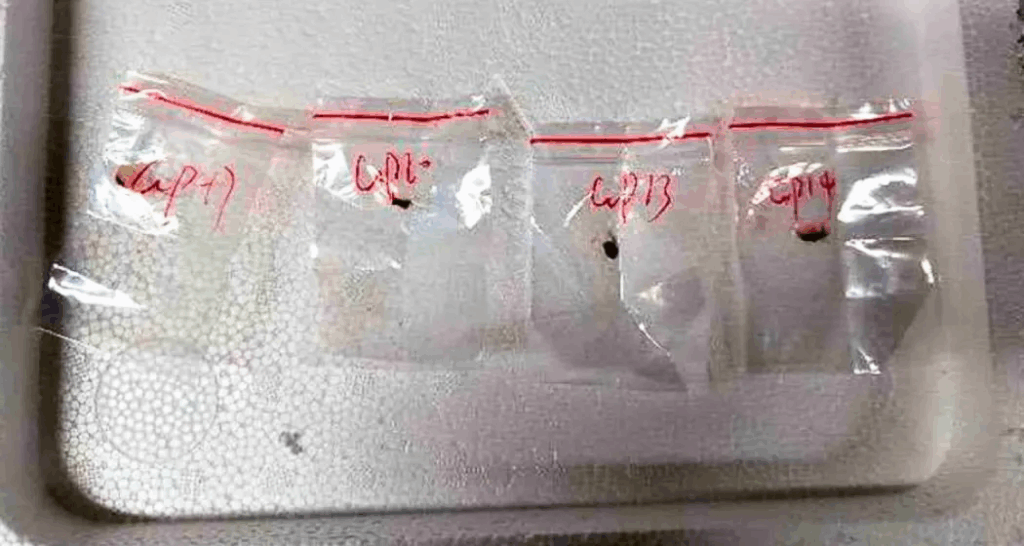 FBI arrests two Chinese nationals for smuggling dangerous fungus into US through Detroit airport
