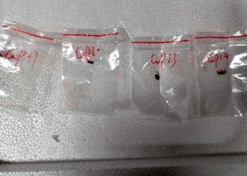What is Fusarium graminearum, the fungus smuggled by Chinese nationals into US?