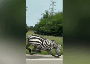 Zebra on the loose in Tennessee after escaping new owners, causing highway havoc