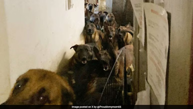48 dogs found cramped in overcrowded New York apartment