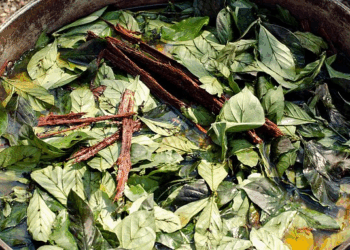 American tourist dies after drinking hallucinogenic tea during spiritual ritual in Peru’s Amazon