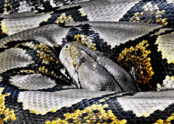 Missing Indonesian Farmer Found Dead Inside 26-Foot Python: A Rare and Tragic Attack