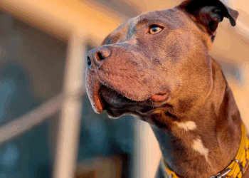 Ohio Mom Gets 19 Years for Ordering Pit Bull to Maul 6-Year-Old Son