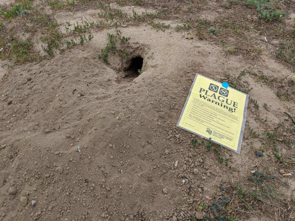 Plague Resurfaces in the US: Arizona Death Raises Concern Over Potential Spread of Black Death