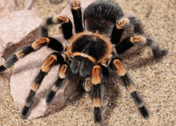 German Customs Find 1,500 Tarantulas Hidden in Vietnam Cookie Shipment