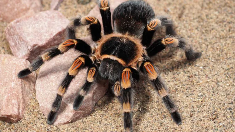 German Customs Find 1,500 Tarantulas Hidden in Vietnam Cookie Shipment