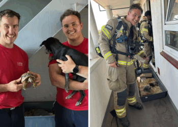 Naughty Tortoise Sparks London Apartment Fire: What Pet Owners Need to Know