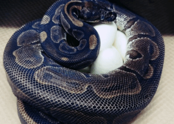 Ball Python Spotted on the Loose in Somerville, Massachusetts