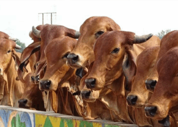 What Is ‘Non-Veg Milk’? Key Hurdle in India-US Trade Deal
