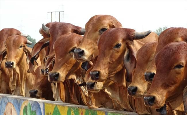 What Is ‘Non-Veg Milk’? Key Hurdle in India-US Trade Deal