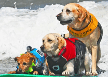 World Dog Surfing Championships Return to California This August