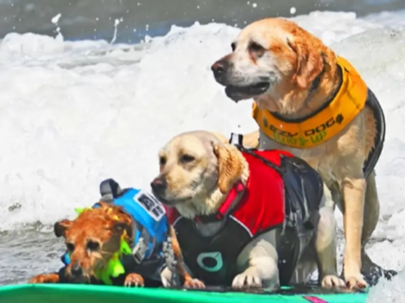 World Dog Surfing Championships Return to California This August