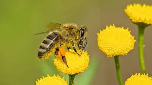 Scientists Create World’s First Cyborg Bee with Ultra-Light Brain Controller