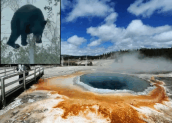 Watch: Mass Animal Exodus at Yellowstone? Earthquakes Fuel Eruption Speculation