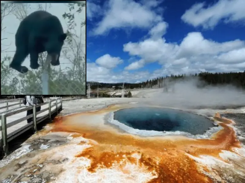 Mass Animal Exodus at Yellowstone? Earthquakes Fuel Eruption Speculation