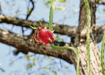 Dragon Fruit Mysteriously Grows on 50-Year-Old Tree in Singapore Car Park, Surprises Residents