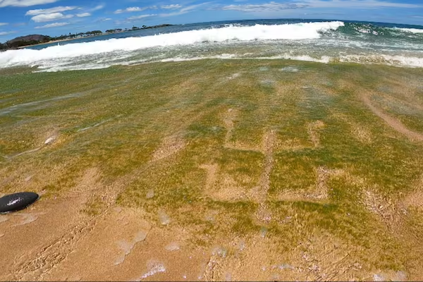 500-Year-Old Hawaiian Petroglyphs Resurface on Oahu Beach: What They Reveal About Past, and Future