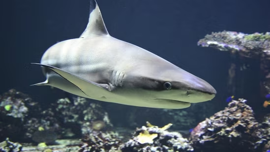 Contender: The Atlantic’s Largest Great White Shark Spotted Off Nantucket
