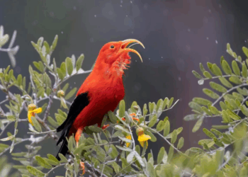 Mosquitoes Dropped By Drone: Inside Hawaii’s Daring Ecological Experiment to Save Native Birds