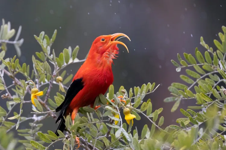 Mosquitoes Dropped By Drone: Inside Hawaii Daring Ecological Experiment to Save Native Birds
